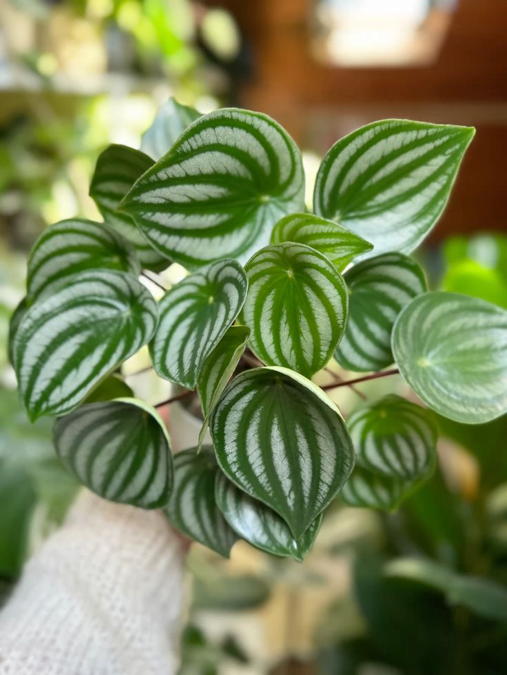 Peperomia Argyreia