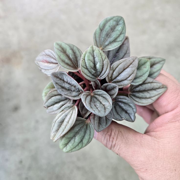 Peperomia Caperata