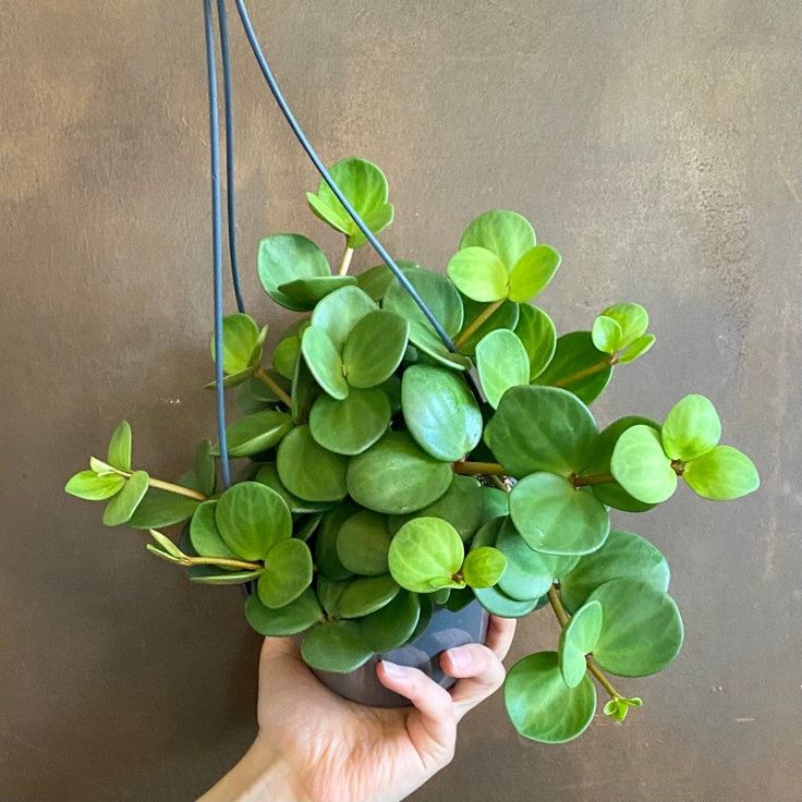 Peperomia Hope