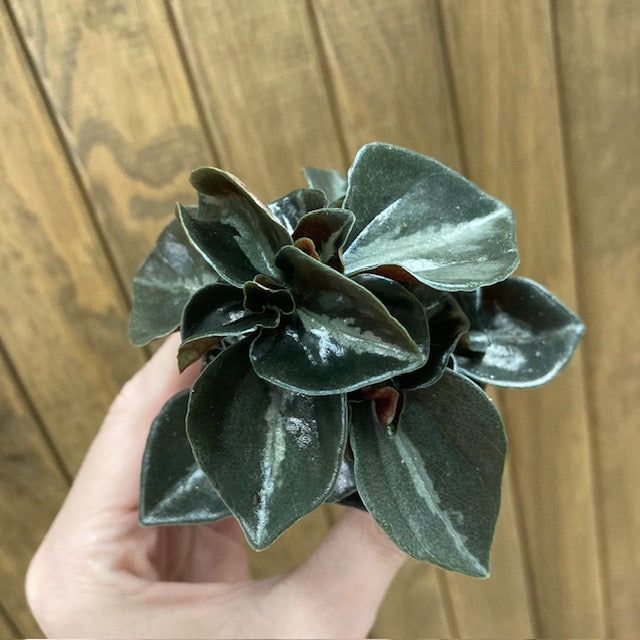 Peperomia Metallica