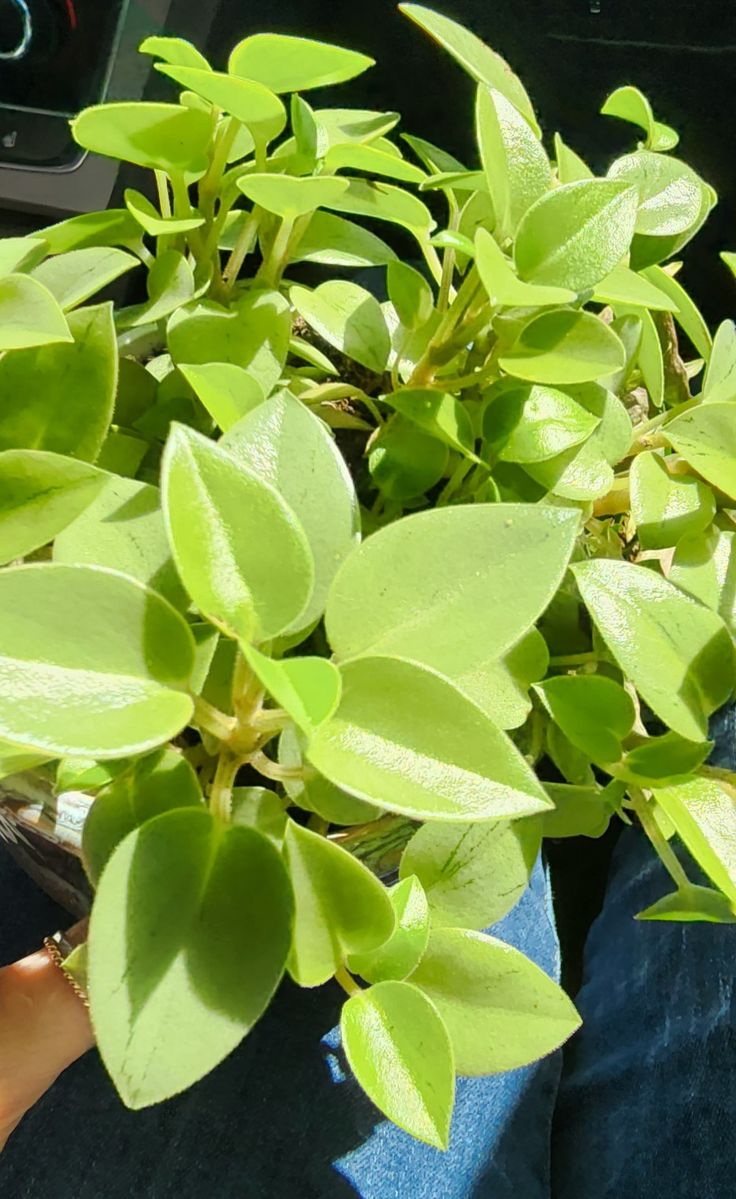 Peperomia Orba