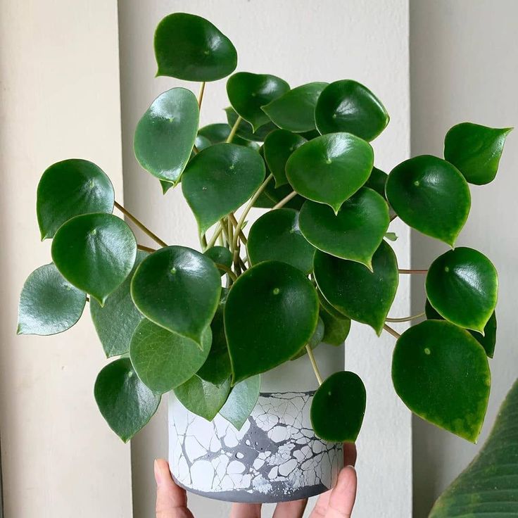 Peperomia Polybotrya