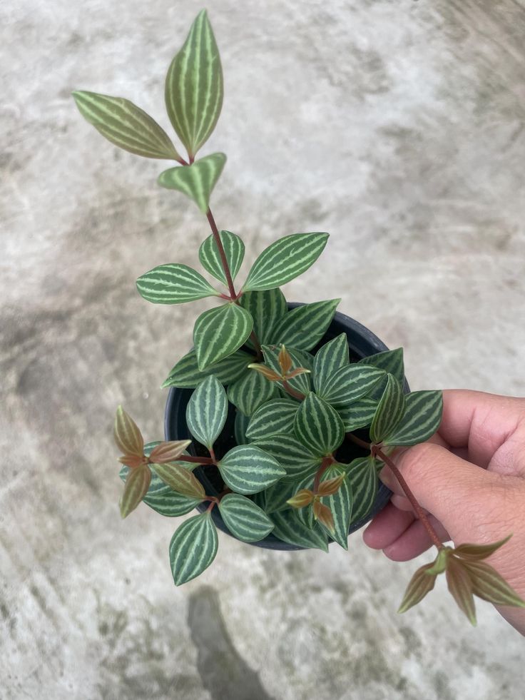 Peperomia Puteolata