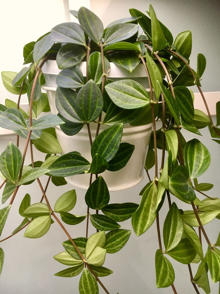 Peperomia Quadrangularis