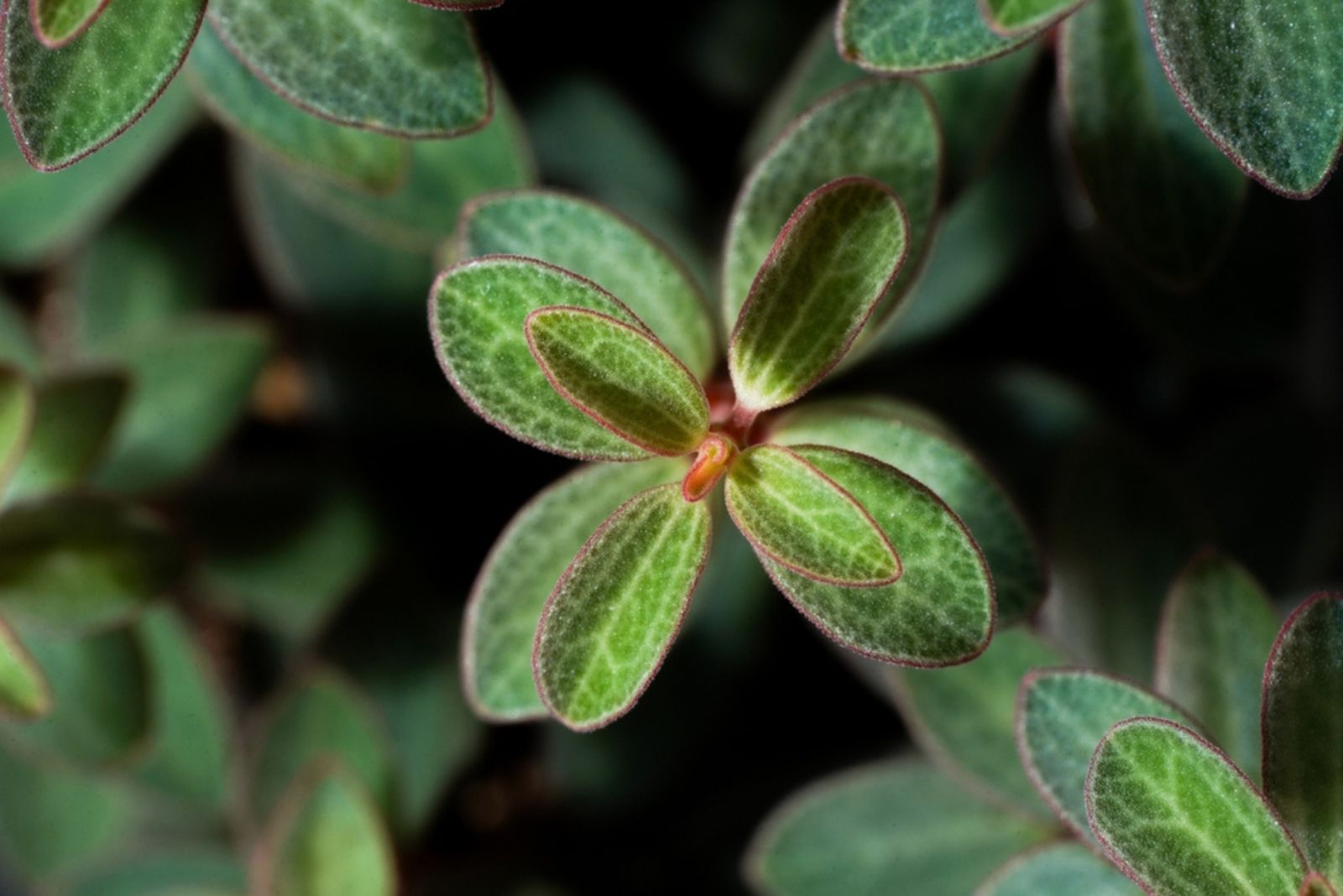 Peperomia Rubella