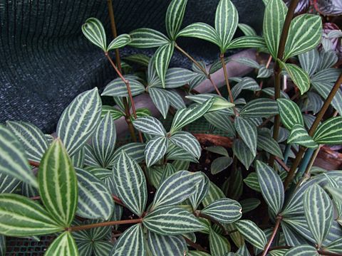 Peperomia Tetragona