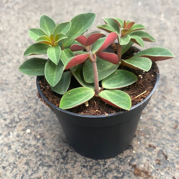 Peperomia Verticillata