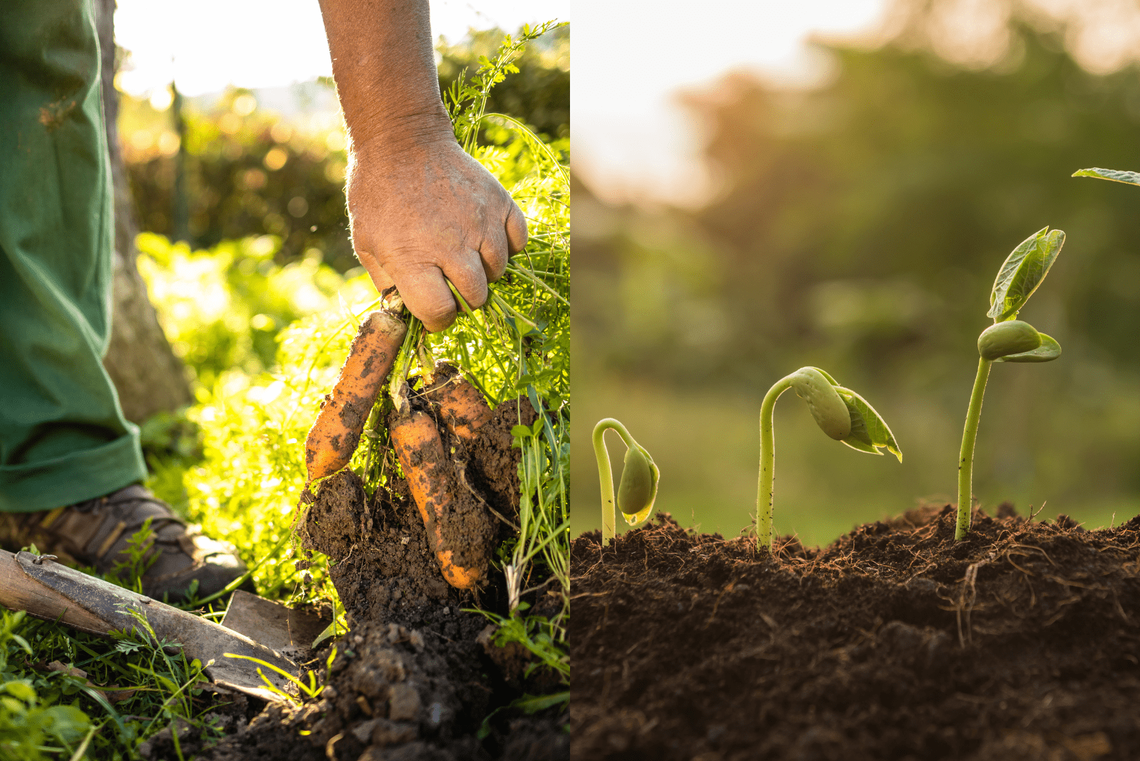 Permaculture vs Horticulture