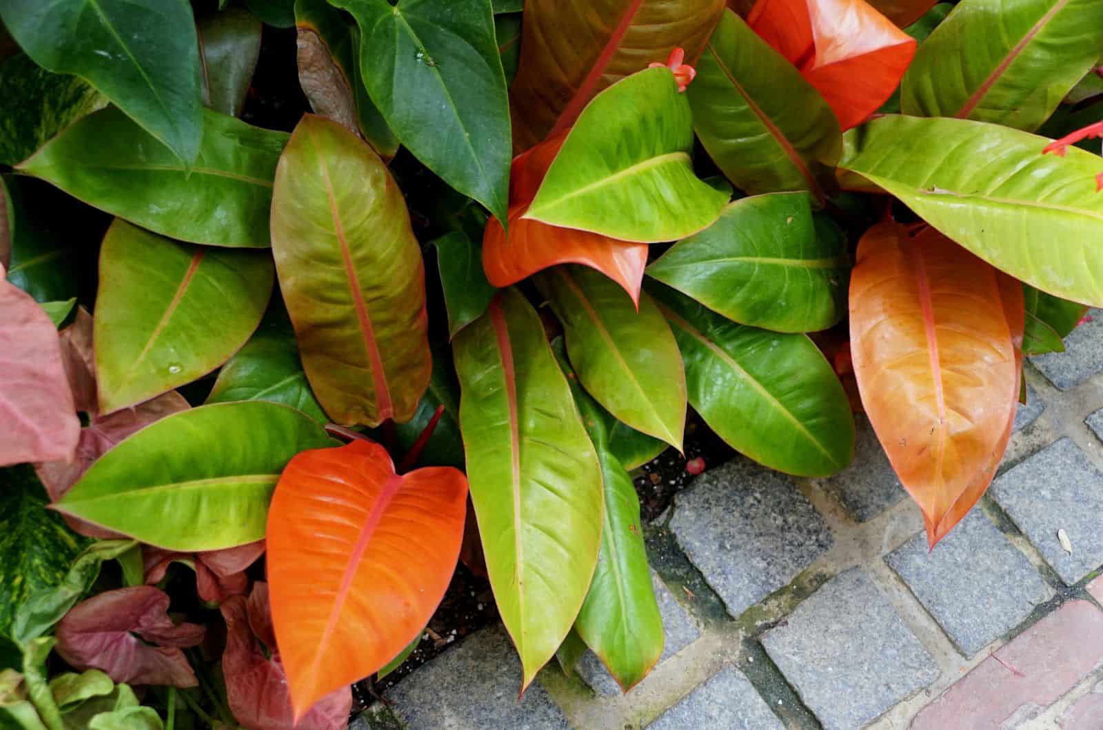 Philodendron Prince Of Orange and pavement