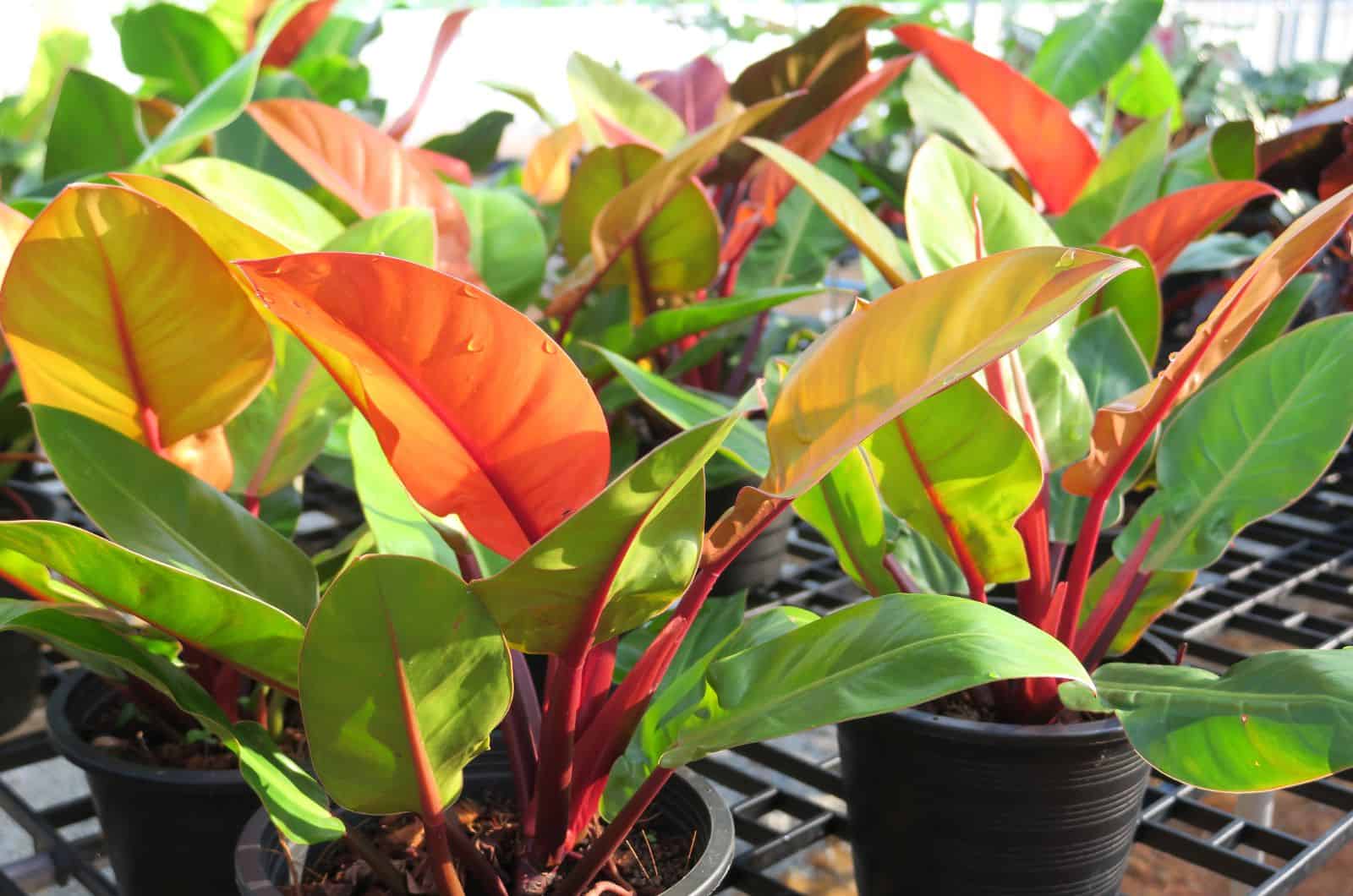 Philodendron Prince Of Orange plants in pots