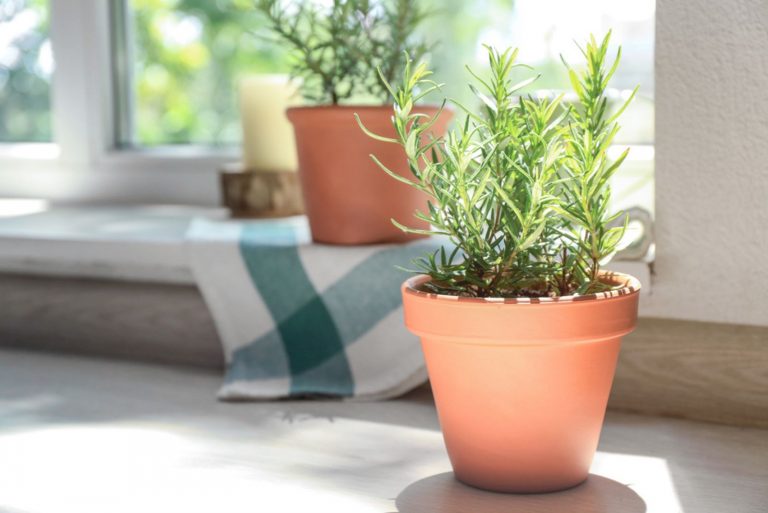How To Choose The Best Rosemary Planter And Grow This Herb