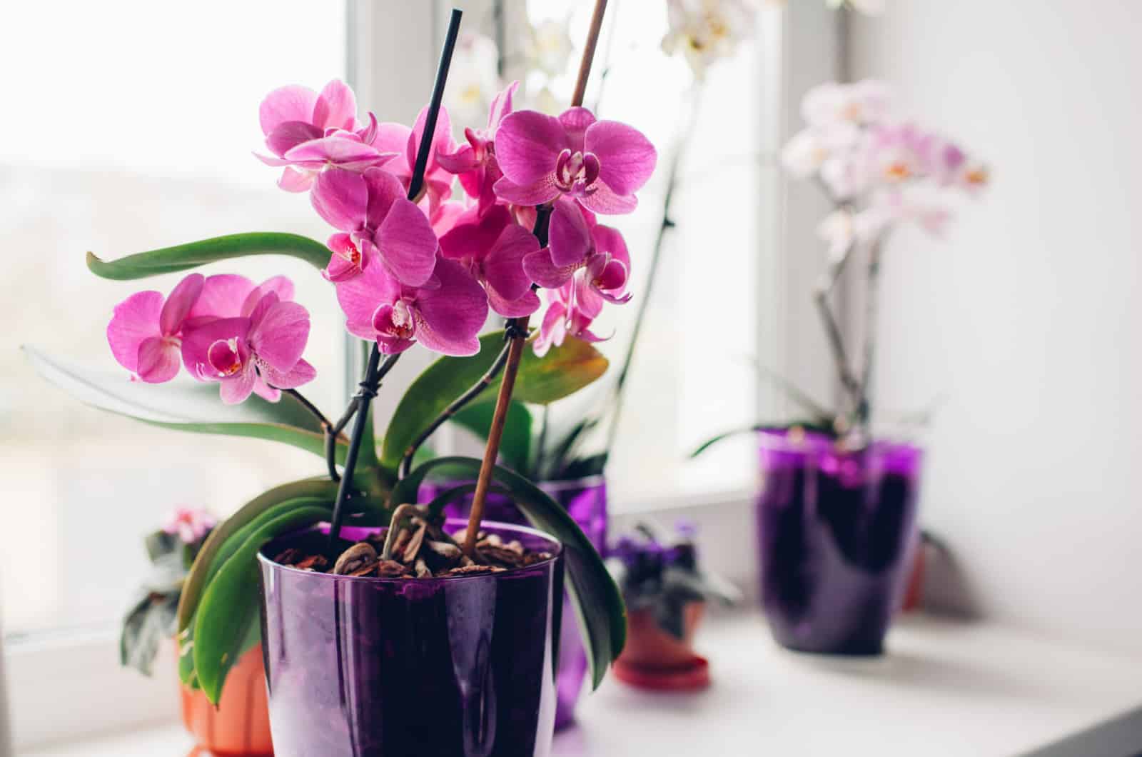Purple orchid on windowsill.