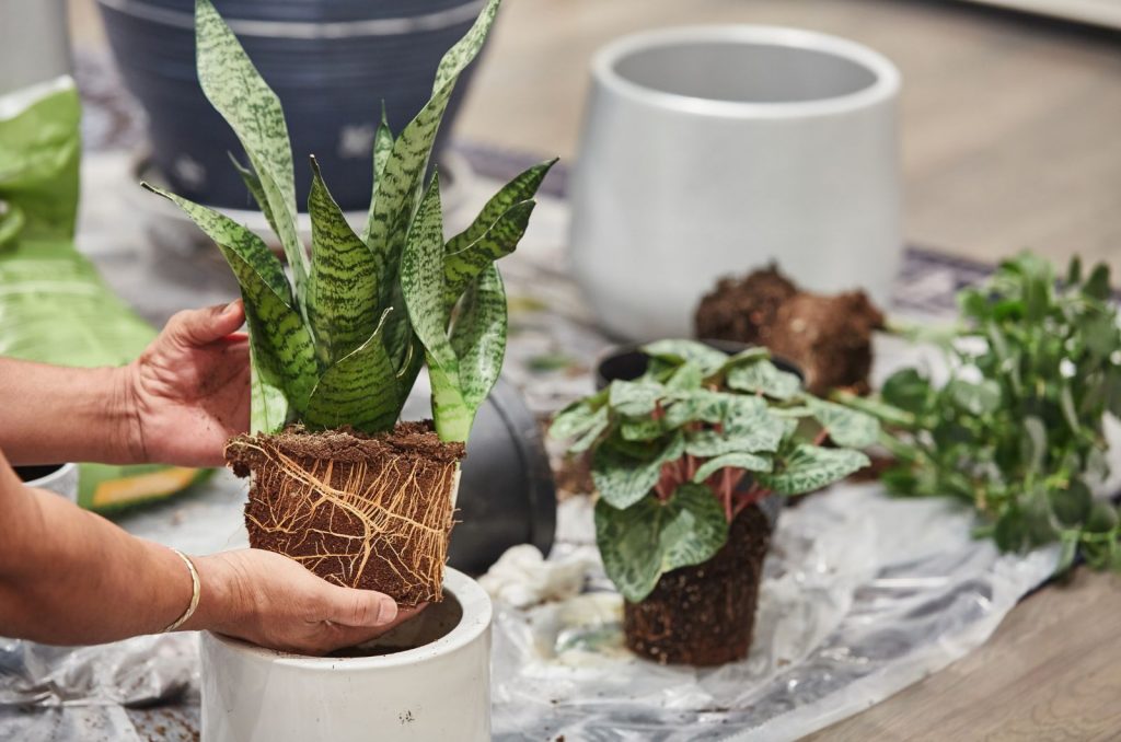 How And When To Repot Snake Plant: A Complete Guide