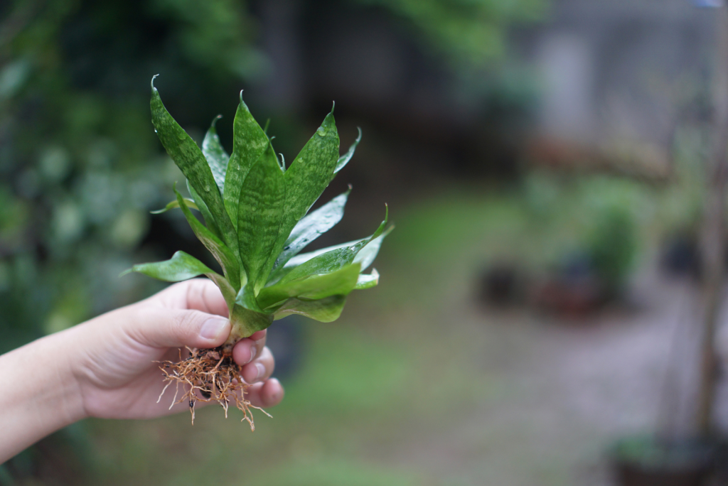 Snake Plant Roots And How To Keep Them Healthy