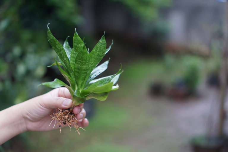 Snake Plant Roots And How To Keep Them Healthy