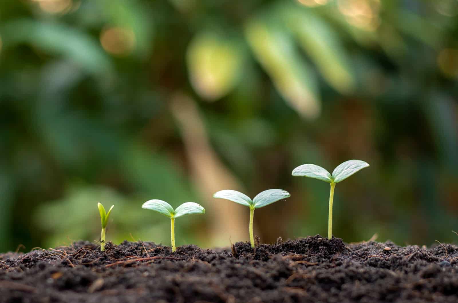 See Useful Tips & Tricks For Germinating Seeds