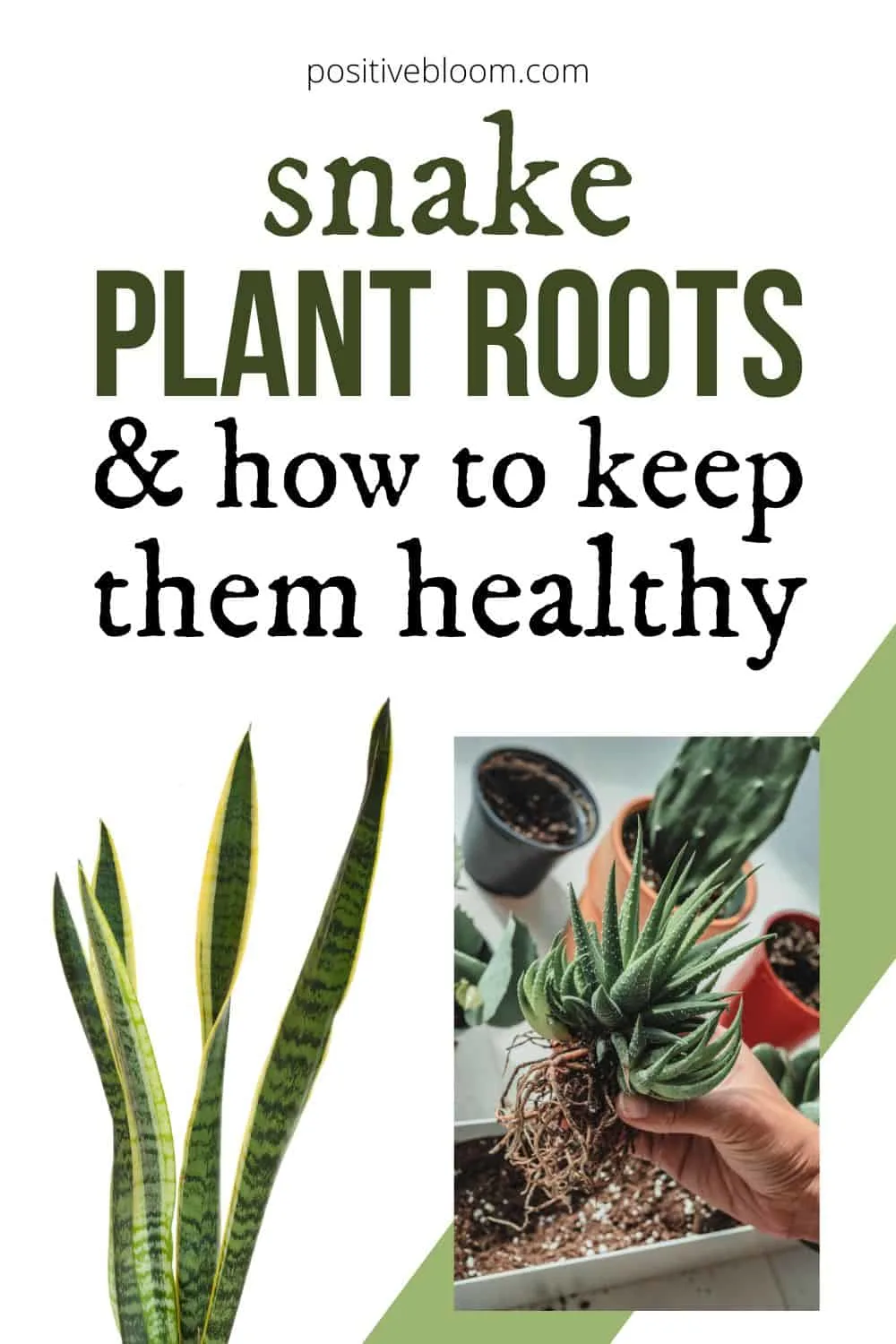 Snake Plant Roots And How To Keep Them Healthy Pinterest