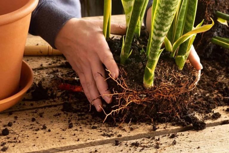 a woman transplants a snake plant