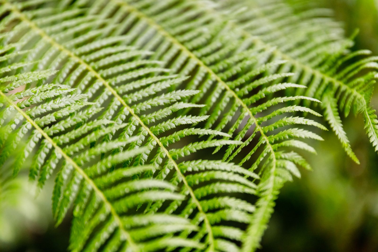 Soft Tree Fern (Dicksonia Antarctica)