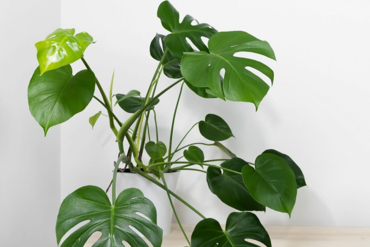 How To Take Care Of The Monstera Acacoyaguensis