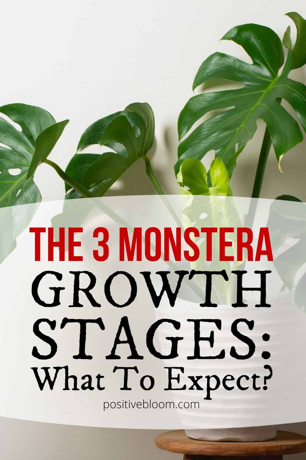 The 3 Monstera Growth Stages And What To Expect From Them