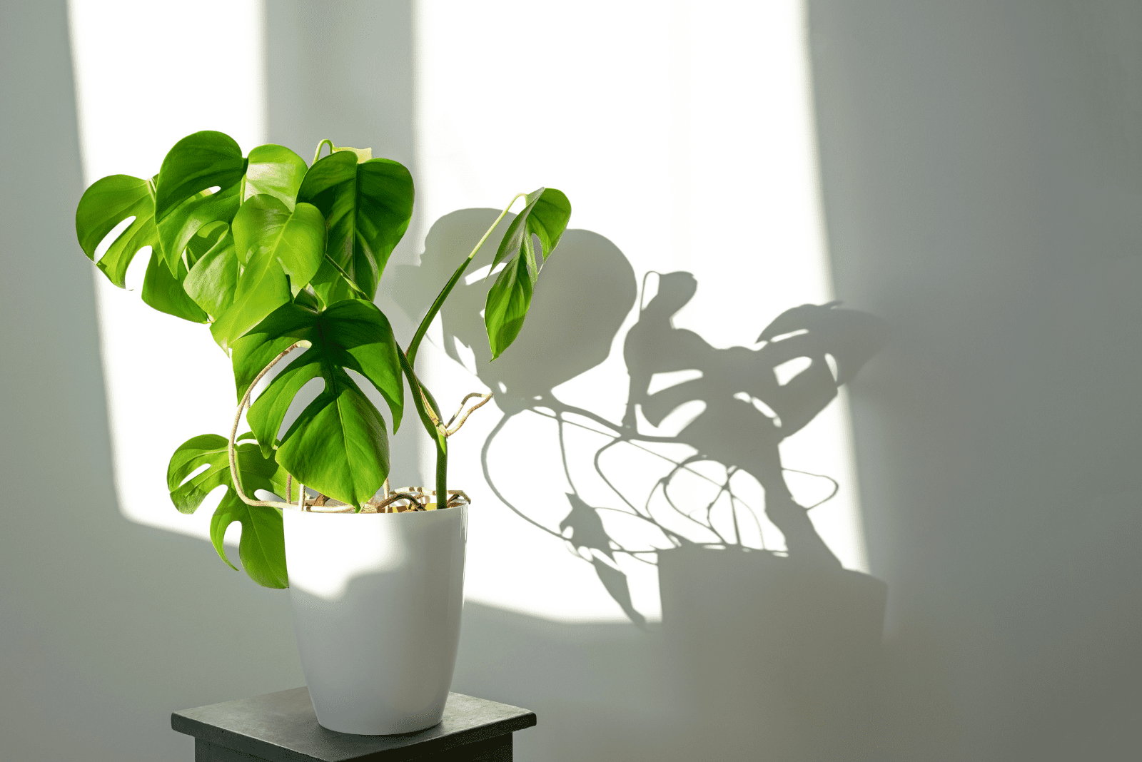 The 3 Monstera Growth Stages And What To Expect From Them