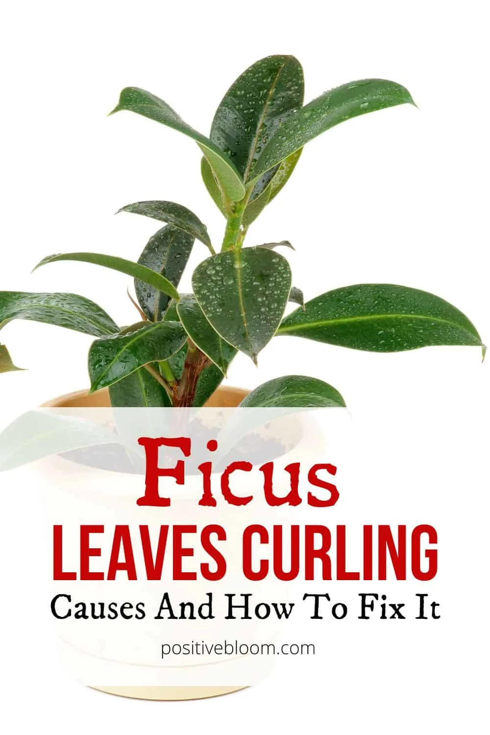 The Causes Of Ficus Leaves Curling And How To Fix Them