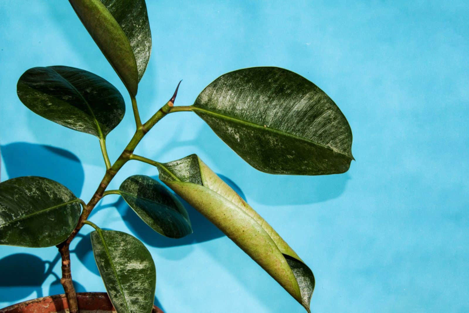 The Causes Of Ficus Leaves Curling And How To Fix Them