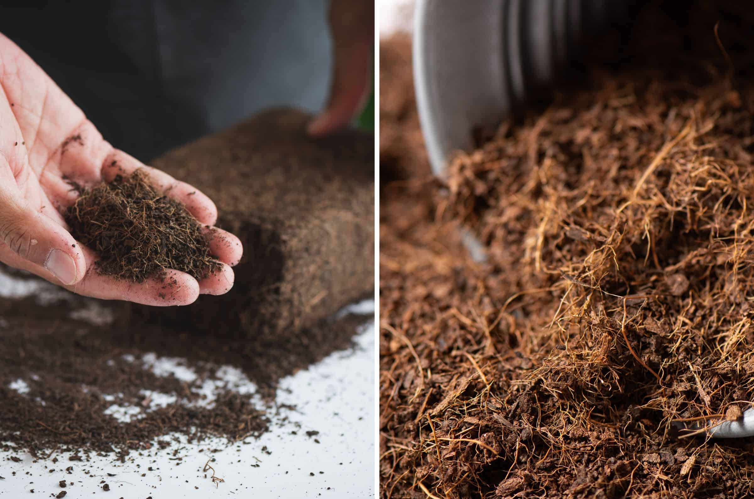 The Main Differences And Similarities Of Coco Peat vs Coco Coir