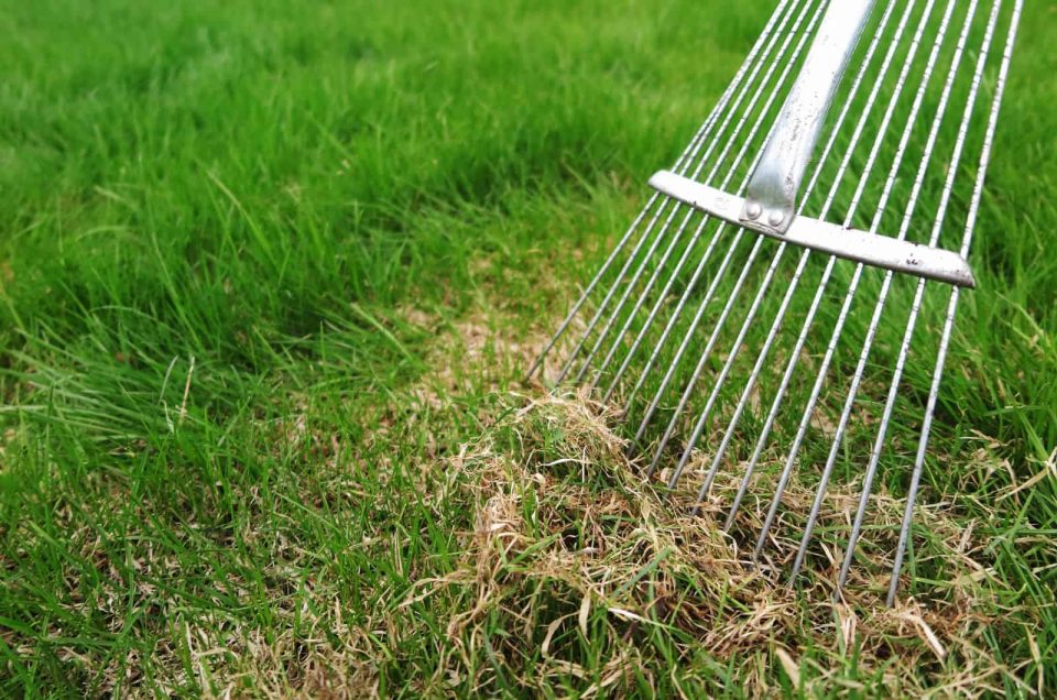 The Pros And Cons Of Dethatching Lawn To Help You Decide