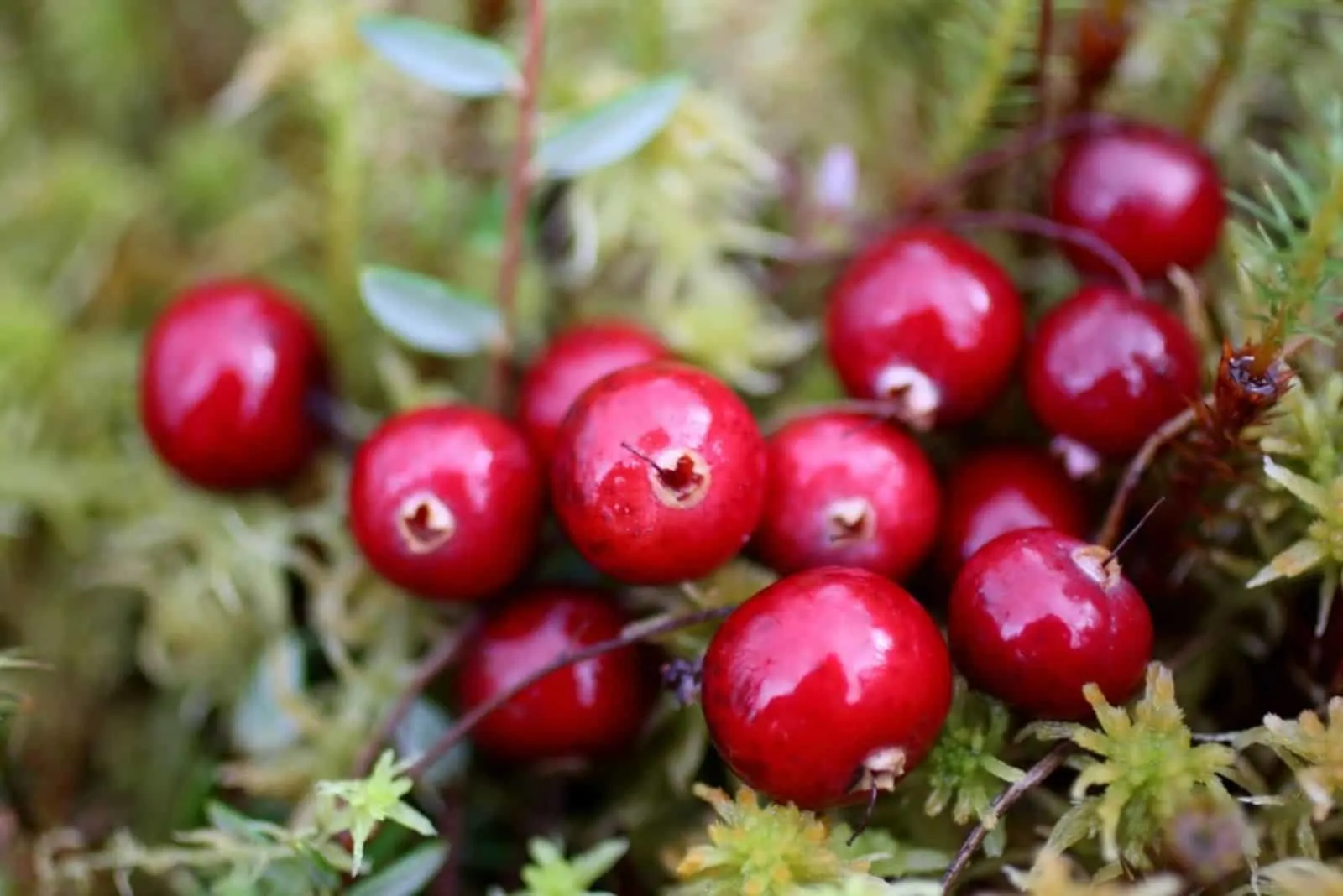 The bunch of red berries of cranberries in the fall