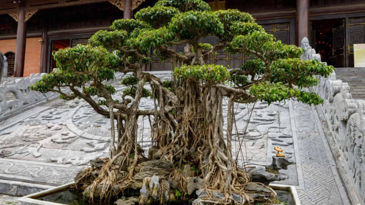 This Is How The Oldest Bonsai Tree In The Entire World Looks Like