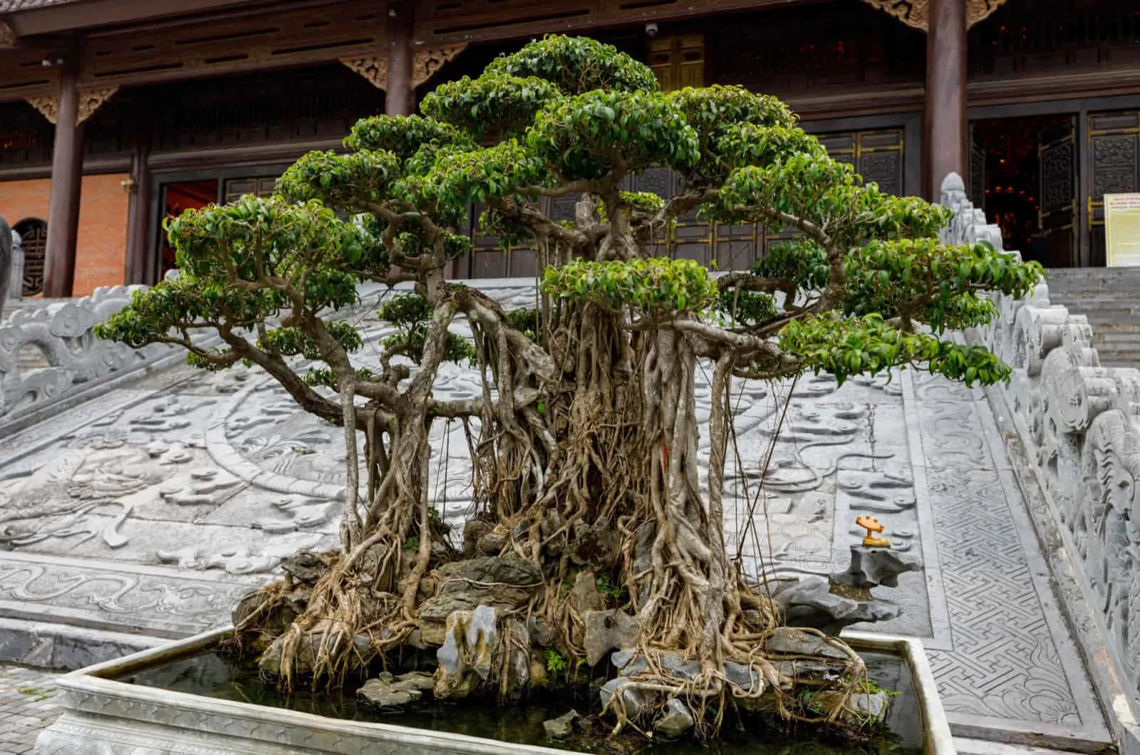 old bonsai tree