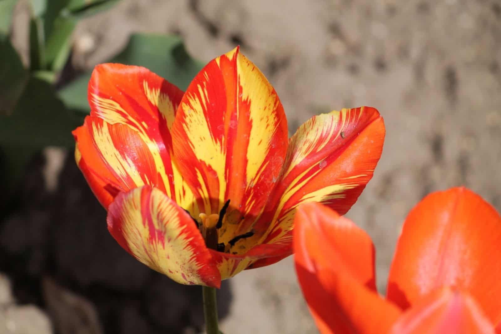 Variegated colors produced by Tulip Breaking Virus