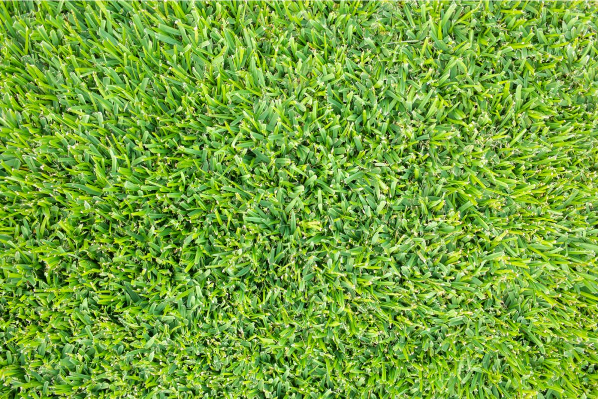 Learn How Fast Does Grass Grow & What Are Slowgrowing Grasses