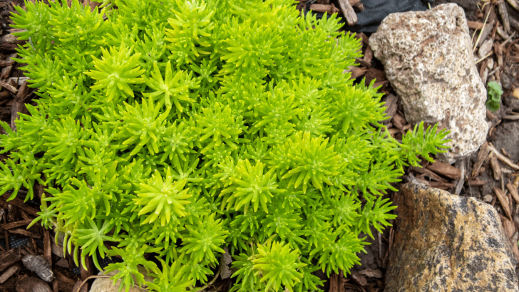 What A Lemon Ball Sedum Is And How To Take Care Of It