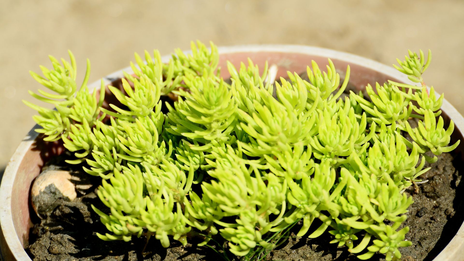 What A Lemon Ball Sedum Is And How To Take Care Of It