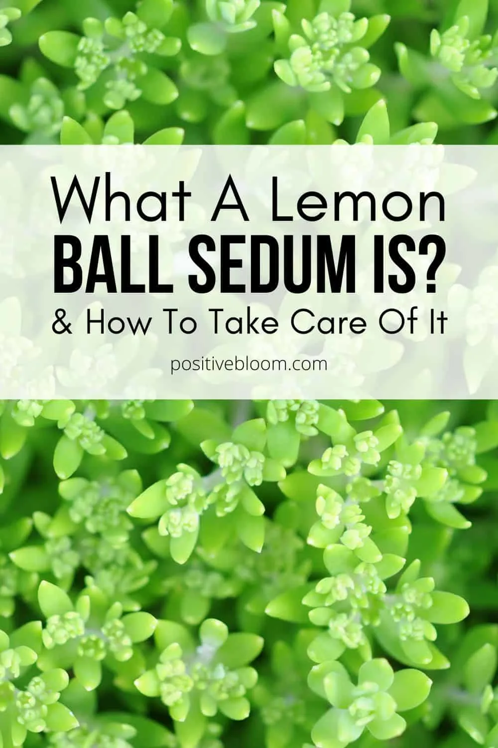 What A Lemon Ball Sedum Is & How To Take Care Of It Pinterest