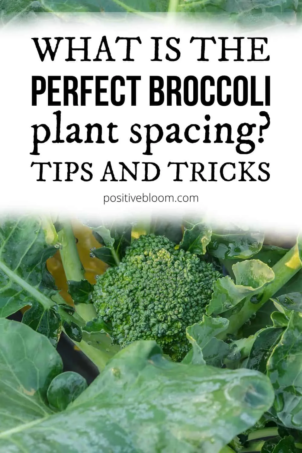 What Is The Perfect Broccoli Plant Spacing Tips And Tricks