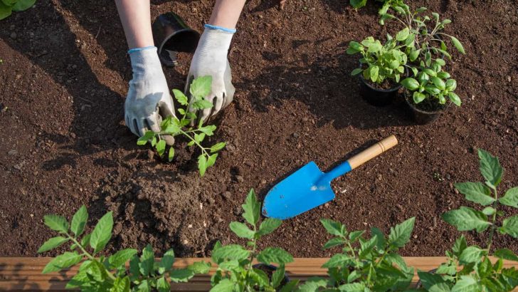 What Is The Perfect Broccoli Plant Spacing? Tips And Tricks
