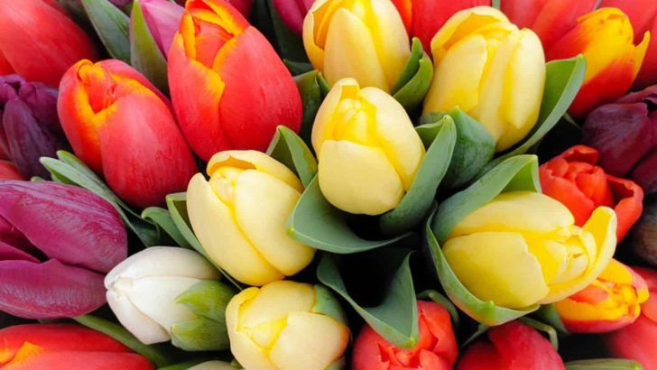 What’s The Popular Tulip Color Meaning And Symbolism?