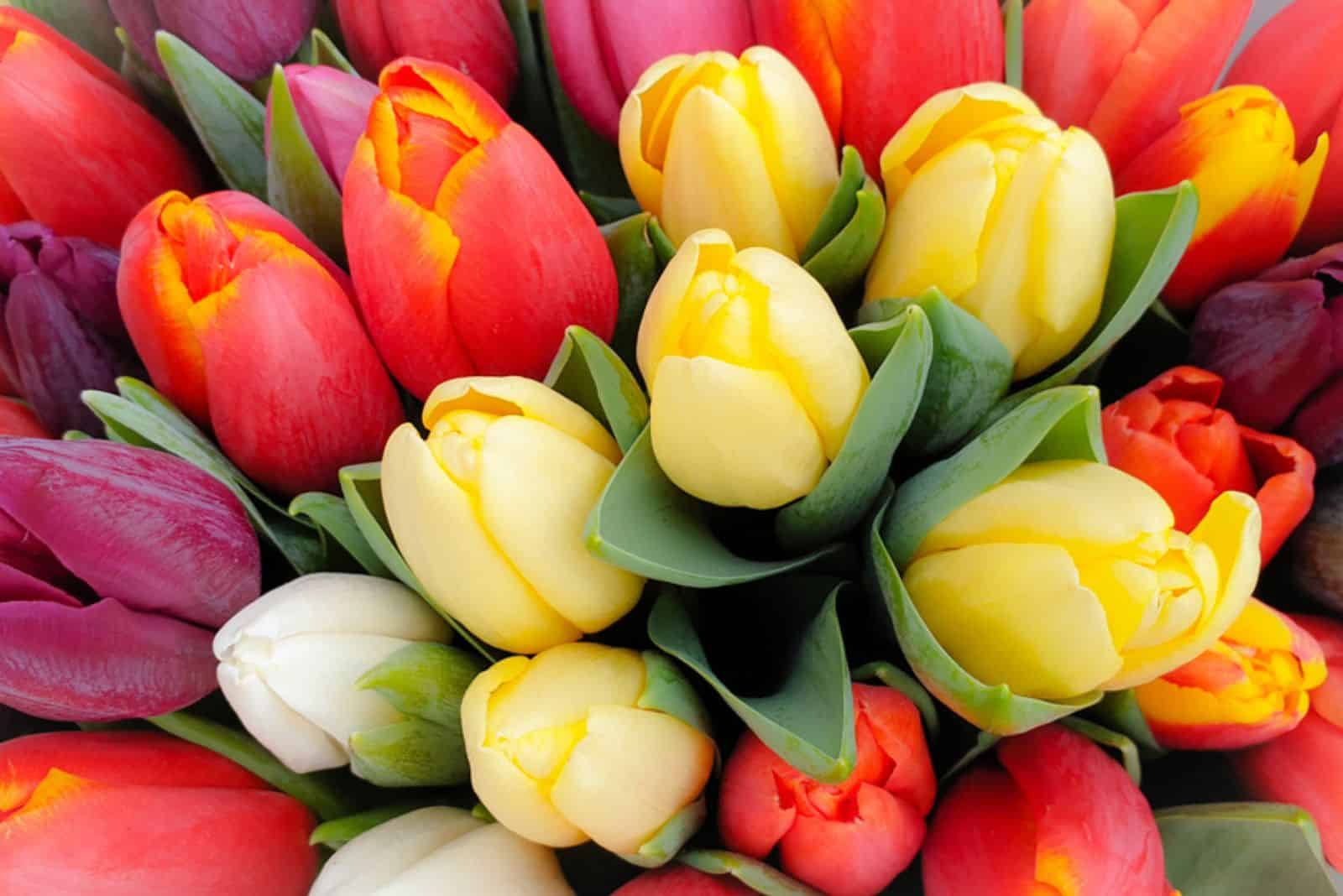 What’s The Popular Tulip Color Meaning And Symbolism?