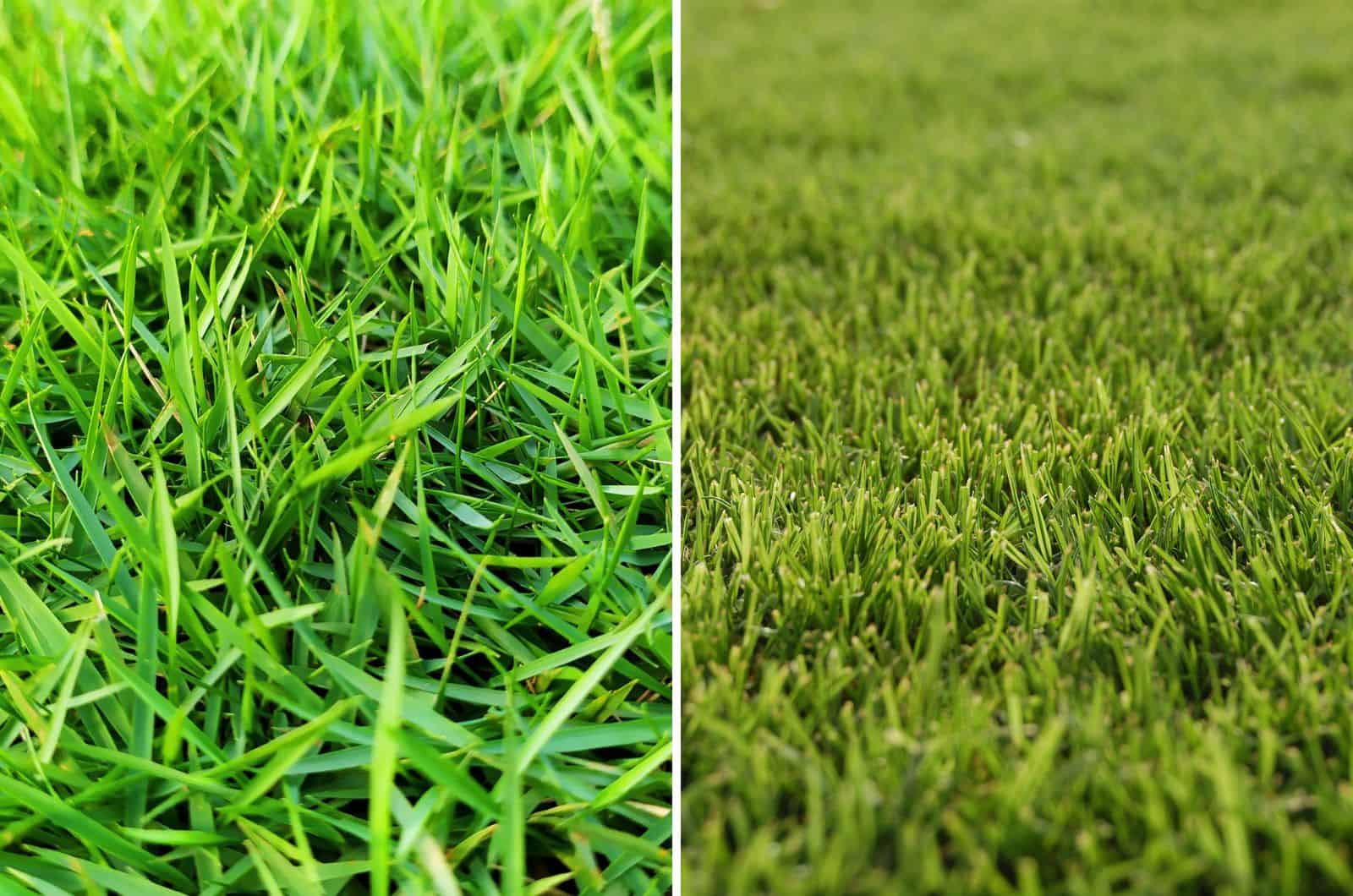 Which Grass Type Is Better: Zoysia vs Bermuda