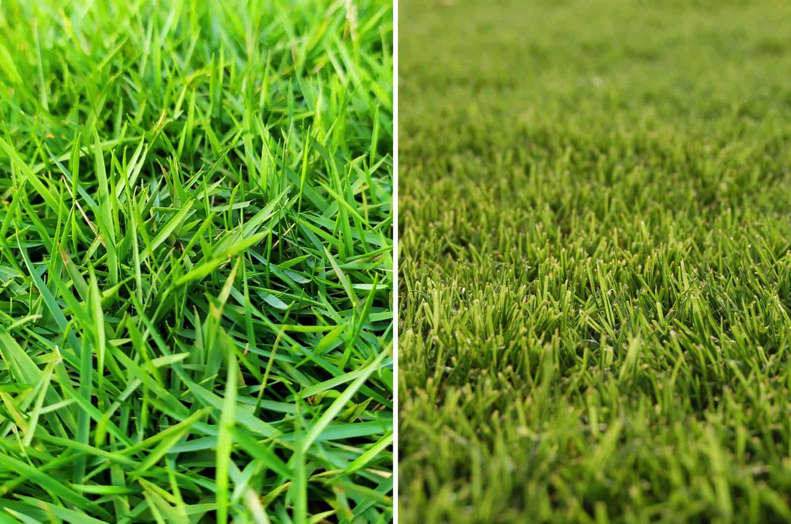 Which Grass Type Is Better Zoysia Vs Bermuda