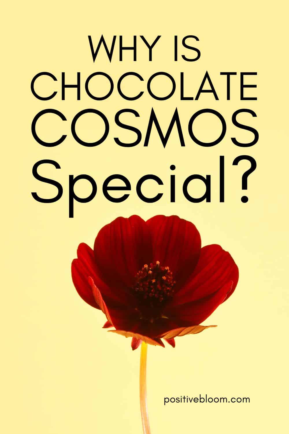 Why Is Chocolate Cosmos Special True Chocolate Cosmos Meaning Pinterest
