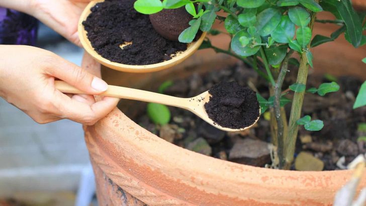 Why, When, And How To Use Coffee Grounds For Houseplants
