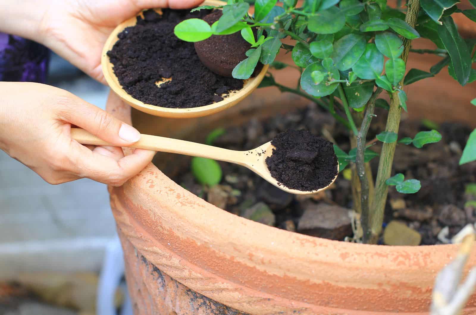 woman putting coffee grounds in plant soil