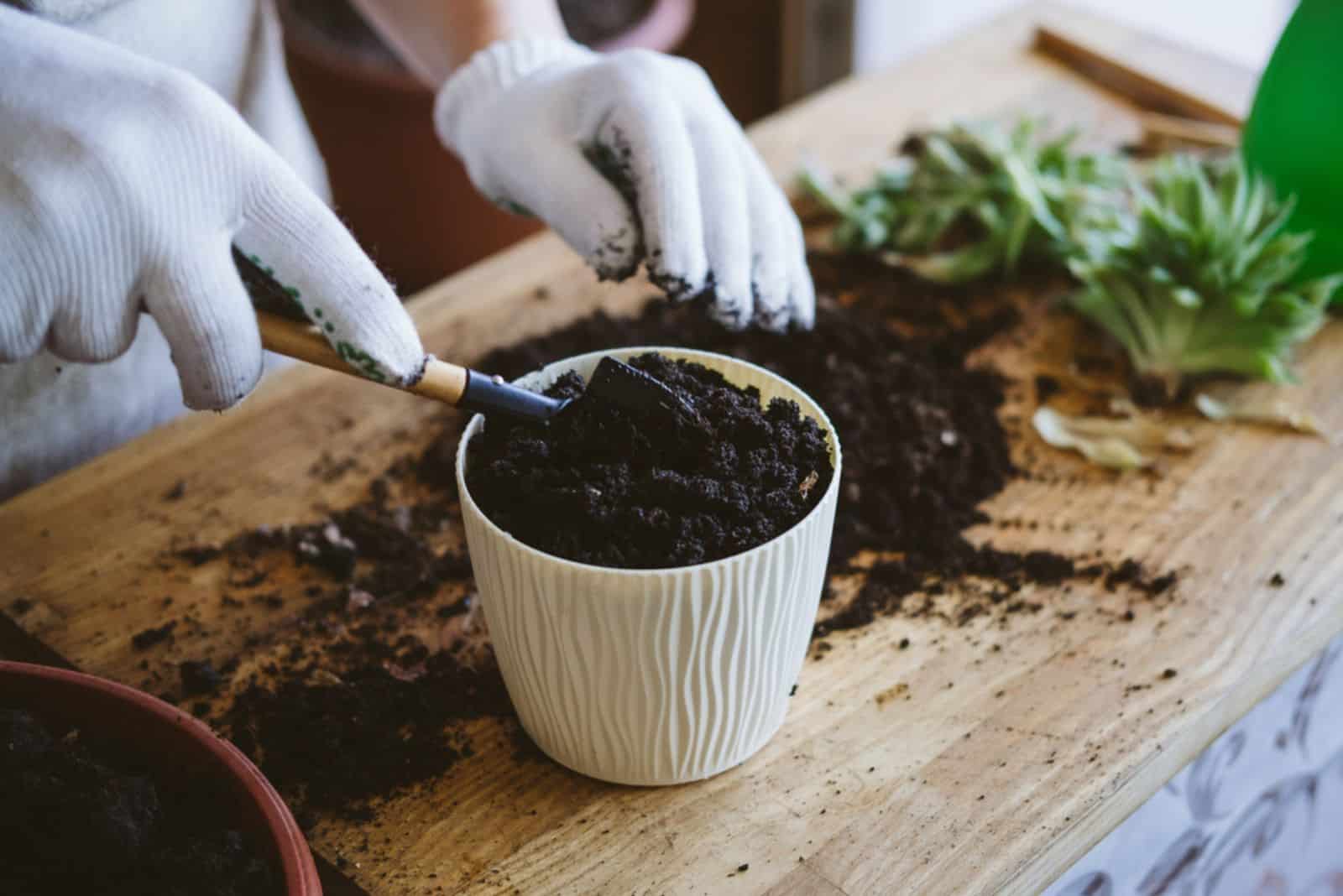 Woman gardeners hand transplanting cacti 