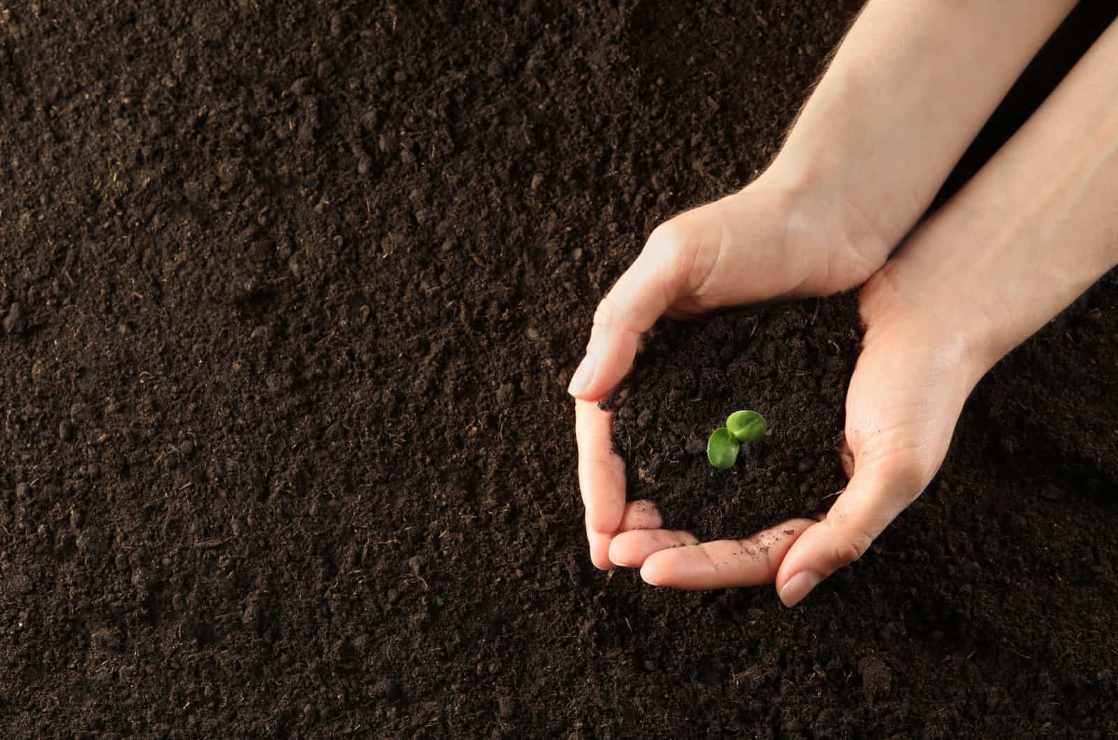 Woman holding young green seedling in soil