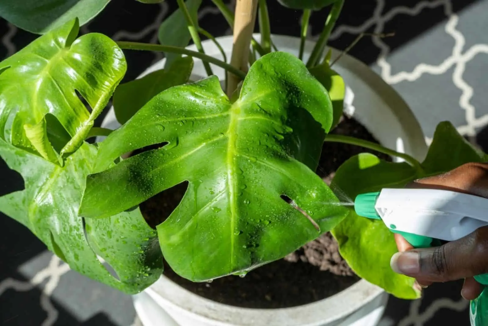 Young woman taking care of monstera plant watering leaves with spray